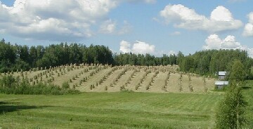 field near Kaavi