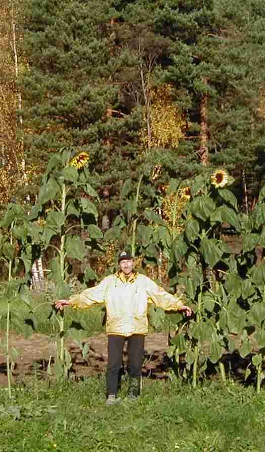 Sunflowers in Kotaniemi